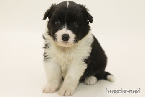 成約済の神奈川県のボーダーコリー-377303の2枚目